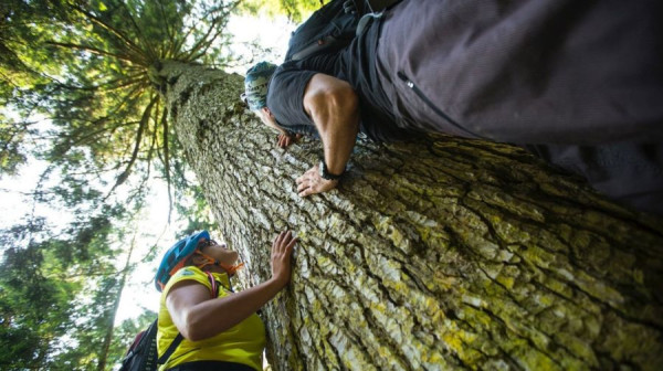 "L' AVEZ DEL PRINZEP" - UN ALBERO, UN MITO UNA LEGGENDA!