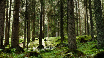  val di fiemme -foresta incantata