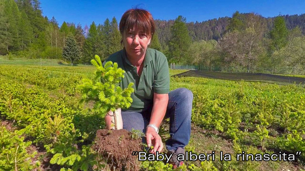 "Baby alberi - La rinascita dei boschi"