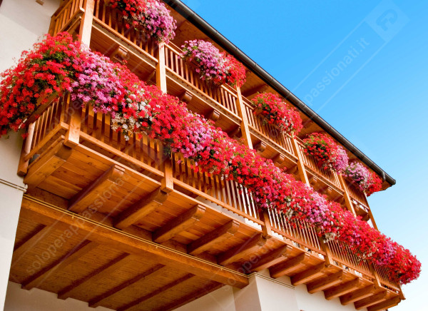 BALCONE FIORITO PREMIATO a Castellano (Villa Lagarina) - Trentino