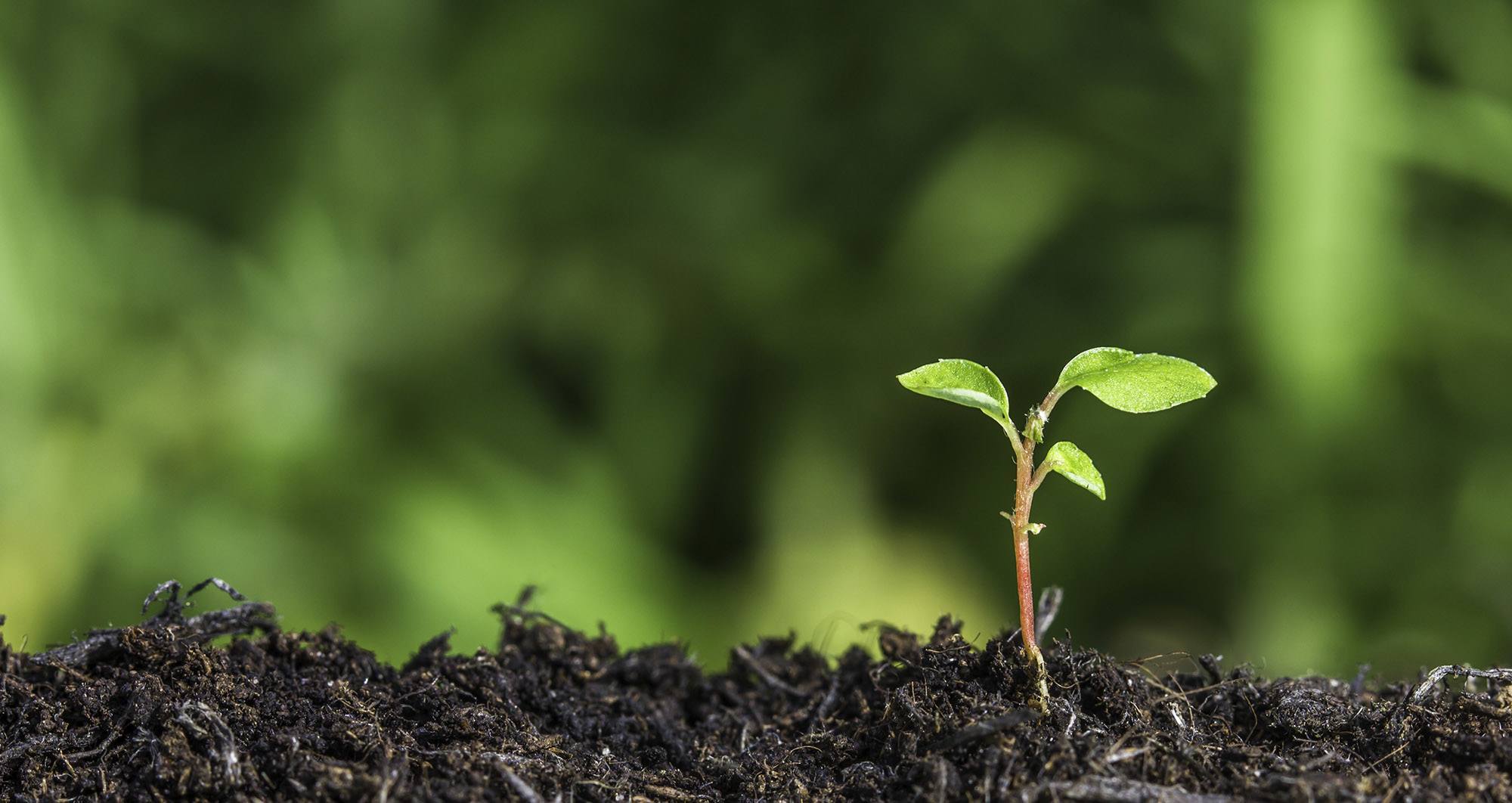 vantaggi per l ambiente